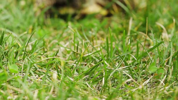 Alte Schildkröte auf dem Gras — Stockvideo