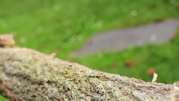 Gecko lézard — Video