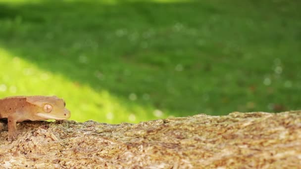 Gecko lézard — Video