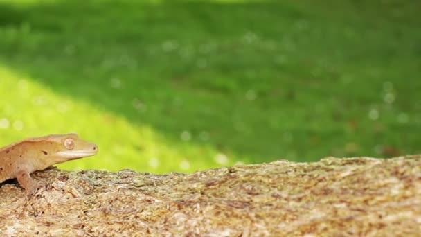 Gecko lézard — Video