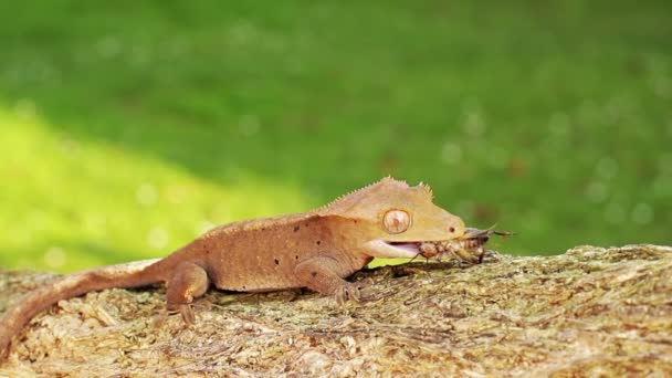 Lagarto geco — Vídeo de stock