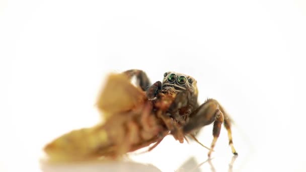 Araña — Vídeos de Stock