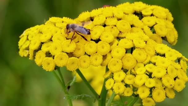 Macro nature — Stock Video