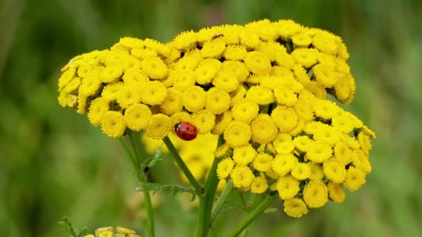 Macro nature — Stock Video