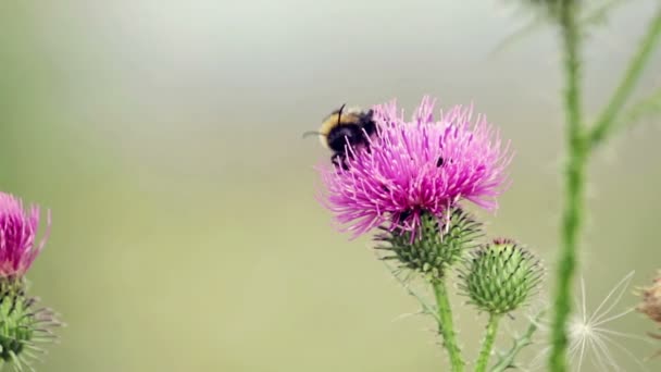 Macro naturaleza — Vídeo de stock