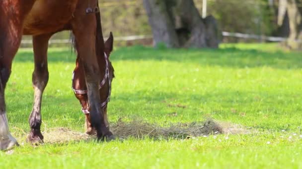 Caballo — Vídeo de stock