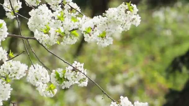 floraison