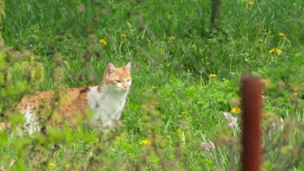 Кошка в саду — стоковое видео