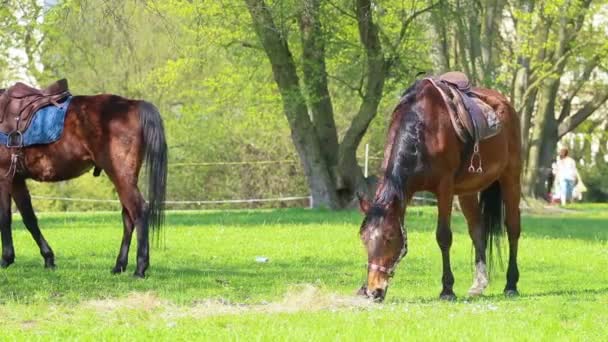 cheval