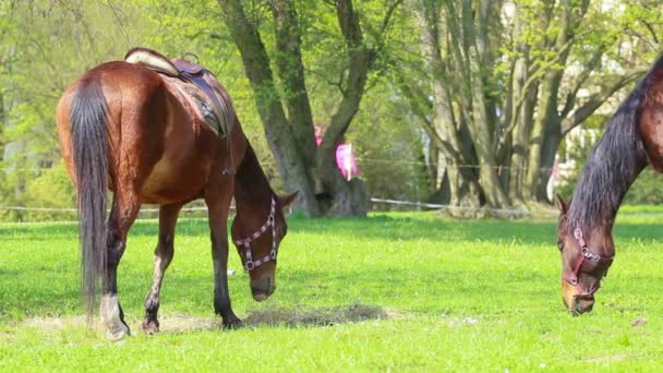 Caballo — Vídeo de stock