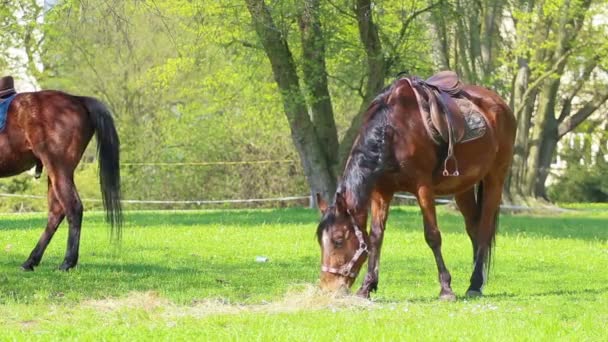 Caballo — Vídeo de stock