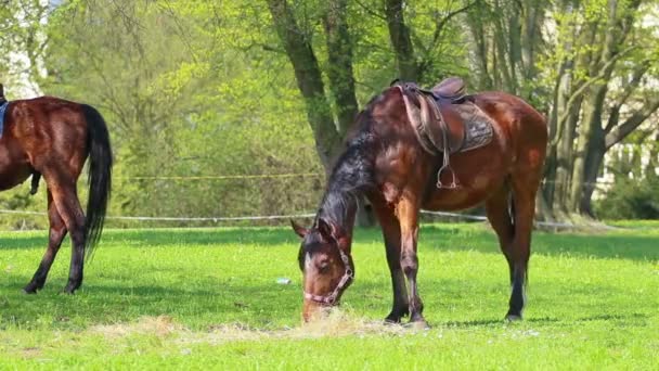 cheval
