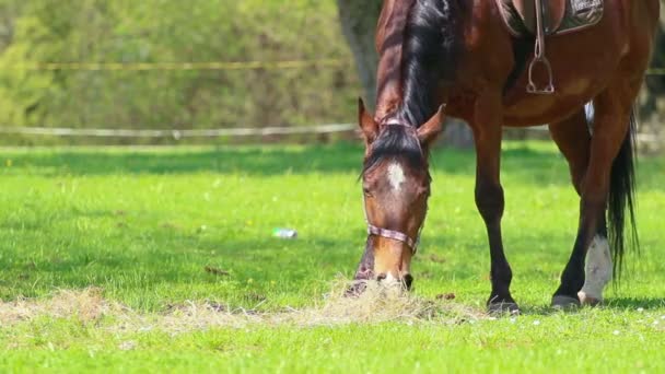 Caballo — Vídeo de stock