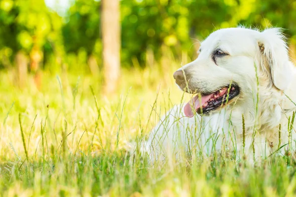 Perro perdiguero de oro — Foto de Stock