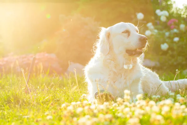 Gouden retriever — Stockfoto