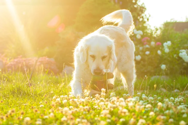 Gouden retriever — Stockfoto