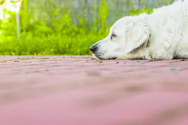 Perro perdiguero de oro — Foto de Stock