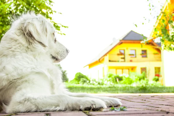 Perro perdiguero de oro — Foto de Stock