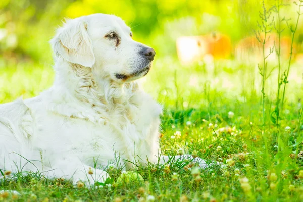 Golden retriever — Stock Photo, Image