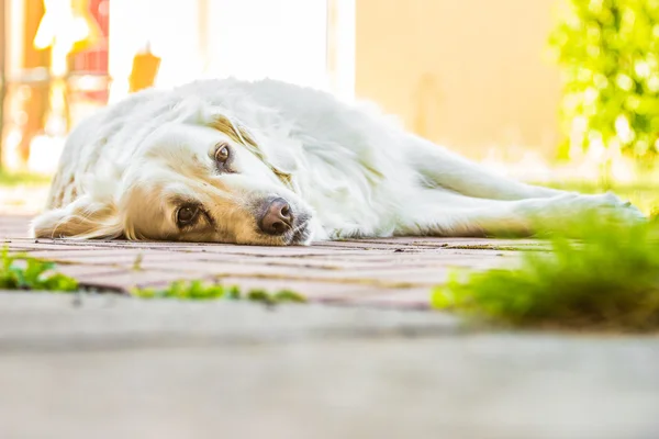 Recuperador de ouro — Fotografia de Stock