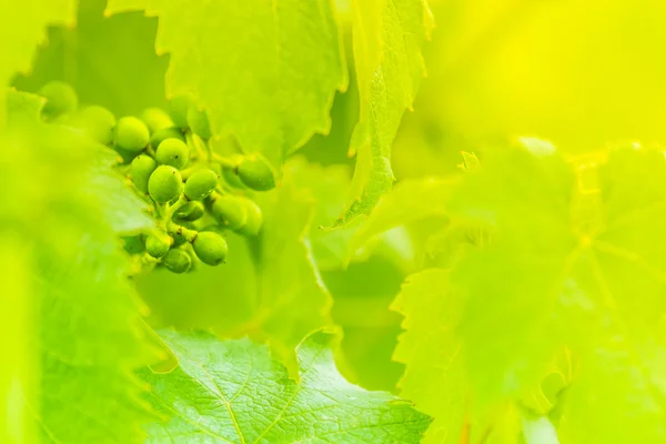 Wein — Stockfoto