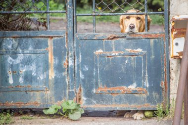 üzgün golder retriever