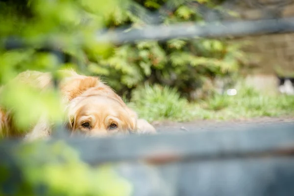 Sad golder retriever — Stock Photo, Image