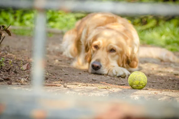 Sad golder retriever — Stock Photo, Image