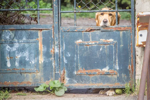 伤心的高德猎犬 免版税图库照片