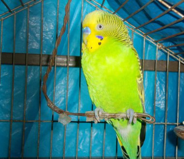 sevimli yeşil evde beslenen hayvan budgerigar