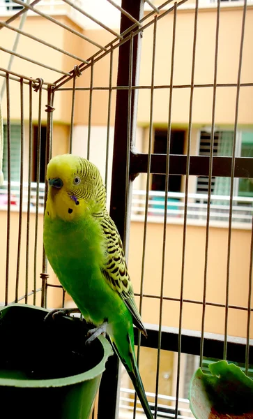 Ένα χαριτωμένο πράσινο κατοικίδιο ζώο Παπαγάλοι κυματιστές — Φωτογραφία Αρχείου