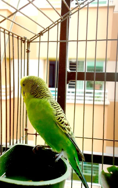 A cute green domestic budgerigar — Stock Photo, Image