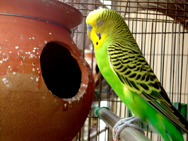 Een schattig slapen grasparkiet — Stockfoto