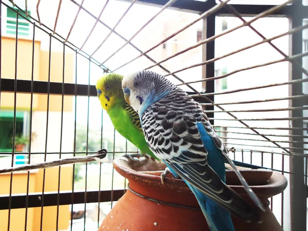 Whispering budgerigars — Stock Photo, Image