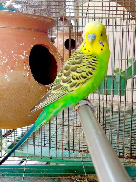 Sleeping budgerigar — Stock Photo, Image