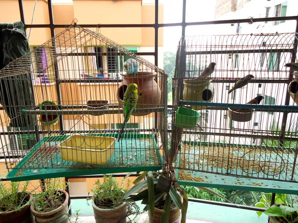 Birds of captivity- budgerigars and munias — Stock Photo, Image