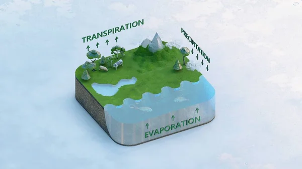 Модель Водного Цикла Показывающая Испарение Транспирационных Осадков — стоковое фото