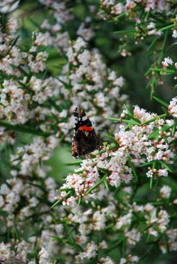 beyaz çiçekler ve dikenleri ile dal oturan Amiral kelebek