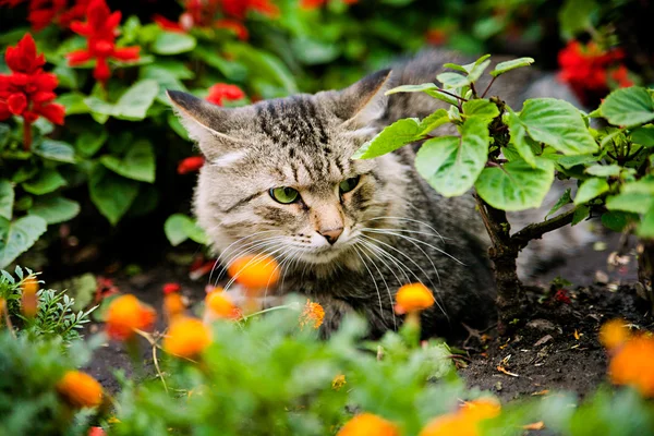 Groene-eyed kat zitten onder bloemen — Stockfoto