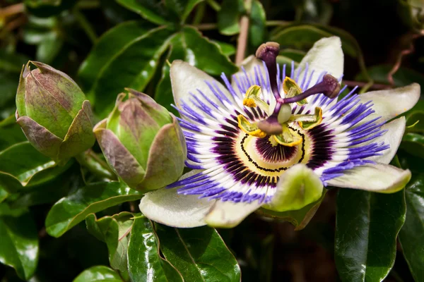 Passiflora em diferentes estágios — Fotografia de Stock