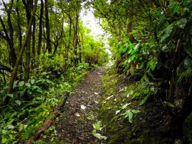 Tropikal ormanın manzarası. Sao Miguel Azores. Sao Miguel, Atlantik Okyanusu 'ndaki en büyük Azores takımadası adasıdır. Janela do Inferno Doğal Rezerv.