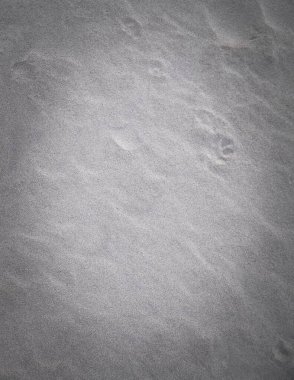 Kumda kedi pençesi izleri var. Doğa geçmişi. Boşluğu kopyala.