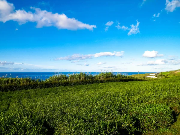 背景为波尔图福摩萨港及大西洋茶园景观 — 图库照片