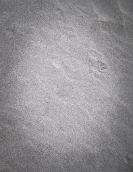 砂の上に猫の足のプリント 自然を背景に スペースのコピー — ストック写真