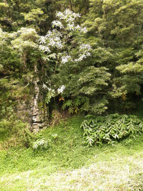Tropikal ormanın manzarası. Sao Miguel Azores. Sao Miguel, Atlantik Okyanusu 'ndaki en büyük Azores takımadası adasıdır. Janela do Inferno Doğal Rezerv.