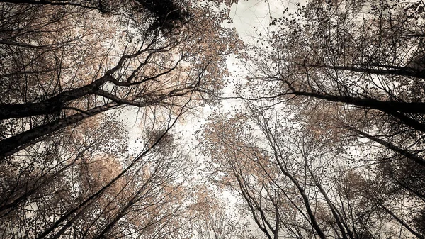 Fák Őszi Erdő Mint Természet Háttere Arany Ősz Másolás Szűrő — Stock Fotó