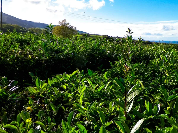 Пейзаж Зеленых Холмов Лугов Чайной Плантации Азорские Острова — стоковое фото