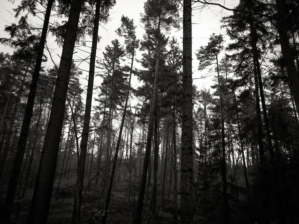 Het Bos Ontwaakt Weer Wintervakantie Lentezon Breekt Door Bomen Poolse — Stockfoto