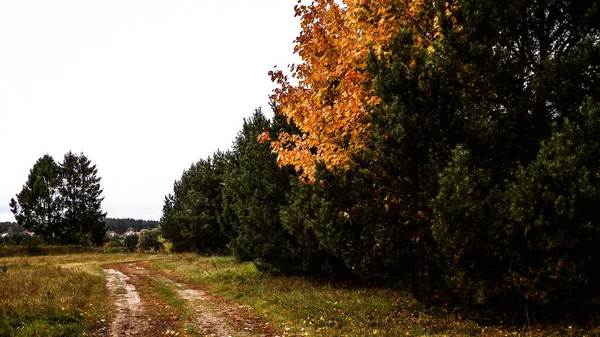 Первые Дни Осени Оранжевое Дерево Кашубская Область Польша Концепция Природы — стоковое фото
