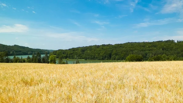 Landschaft Mit Haferfeld Und Ostrzyckie See Wiezyca Kaschubische Region Polen — Stockfoto